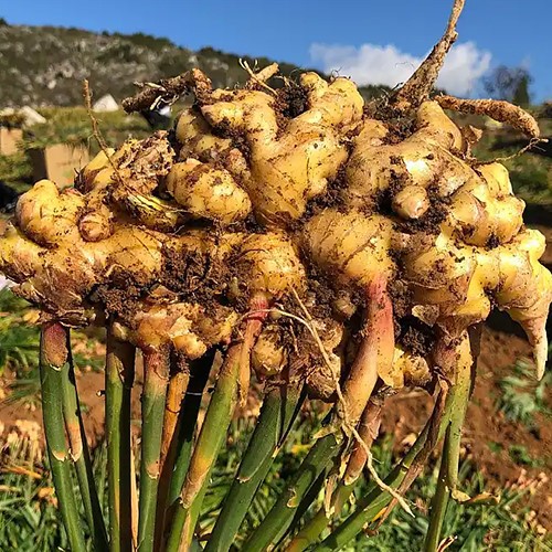 product-500-500 product-500-500